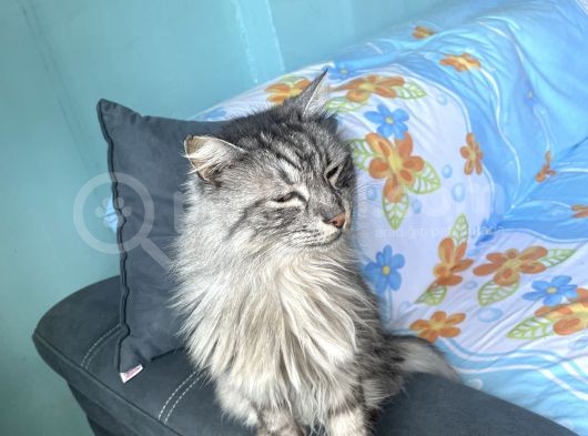 Maine Coon Ve Ya Norveç Orman Kedisi görsel