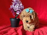 Apri̇cot Rengi̇ Toy Poodle