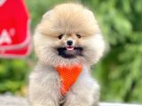 Safkan Pomeranian Boo Yavrular
