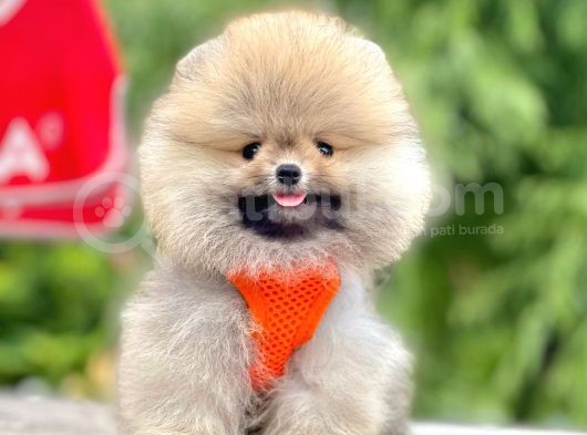 Safkan Pomeranian Boo Yavrular görsel