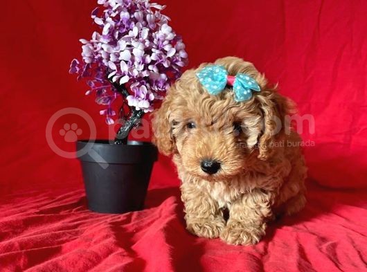 Apri̇cot Rengi̇ Toy Poodle