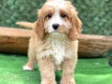 Efsane Guzellikte Maltipoo Bebekler