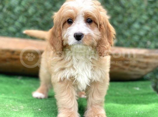 Efsane Guzellikte Maltipoo Bebekler görsel