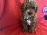 Bebek Surat Toy Poodle