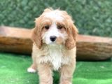 Efsane Guzellikte Maltipoo Bebekler