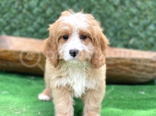 Efsane Guzellikte Maltipoo Bebekler