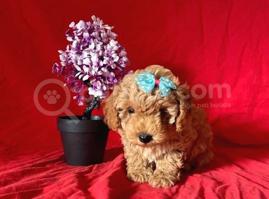 Apri̇cot Rengi̇ Toy Poodle görsel