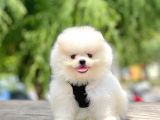 Safkan Pomeranian Boo Yavrular