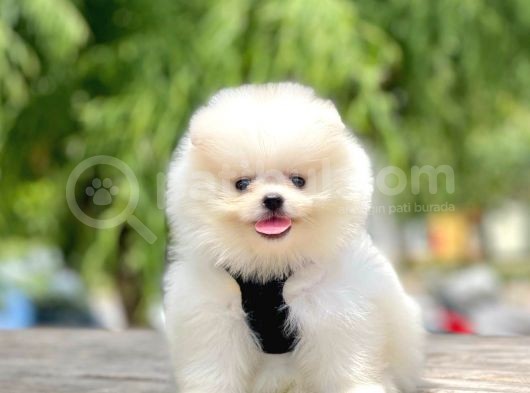 Safkan Pomeranian Boo Yavrular görsel