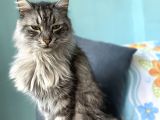 Maine Coon Ve Ya Norveç Orman Kedisi