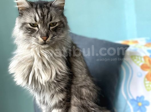 Maine Coon Ve Ya Norveç Orman Kedisi görsel
