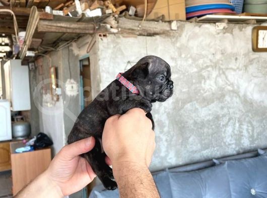 Anotomi Harikası French Bebekler görsel