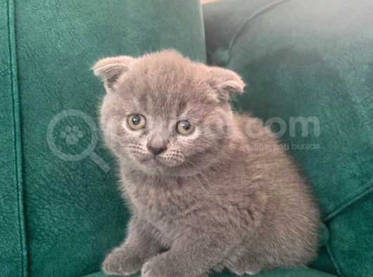 Eği̇ti̇mli̇ Bakimli Bitish görsel