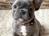 3000tl Köpek alınır  French Bulldog 