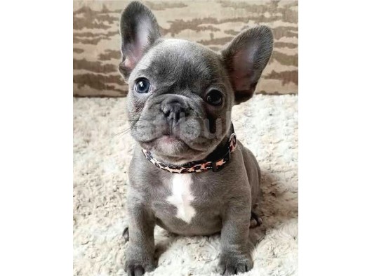 3000Tl Köpek Alınır  French Bulldog 