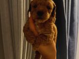 Dişi Erkek Toypoodle Yavrularımız