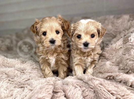 Dizayn Irk Sevimli Maltipoo Yavrular görsel