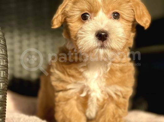 Show Kalite Maltipoo Bebekler görsel