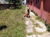 Dünya Tatlısı Yavrular