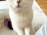 British Shorthair Bluepoint Silver Kedi
