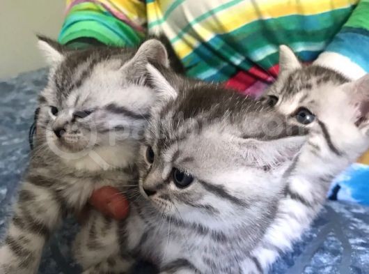 Tuvalet Eğitimi Almış Safkan Yavrular görsel