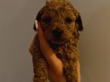 Dişi Erkek Toypoodle Yavrularımız
