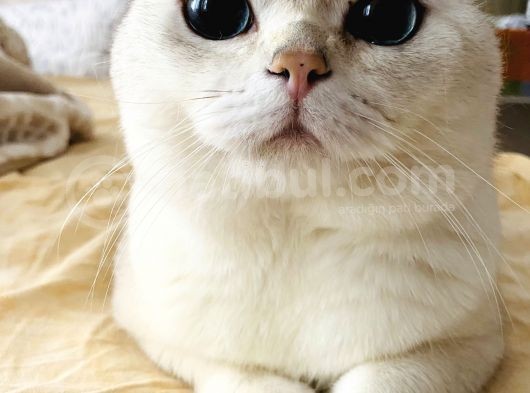 British Shorthair Bluepoint Silver Kedi görsel