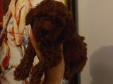 Dişi Erkek Toypoodle Yavrularımız