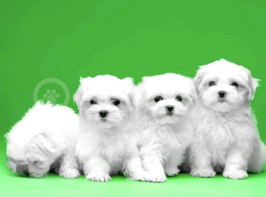 Tüy Dökmeyen Maltese Mini Boy Yavrular görsel