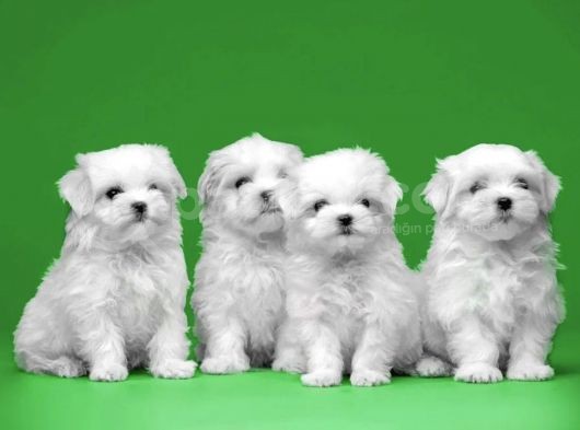 Tüy Dökmeyen Maltese Mini Boy Yavrular görsel