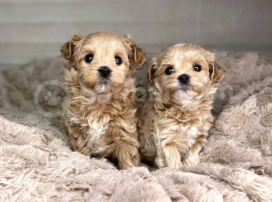 Dizayn Irk Sevimli Maltipoo Yavrular görsel