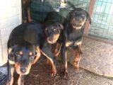 Orijinal Rottweiler Yavru