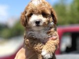 Bebek Surat Toy Poodle Yavrular