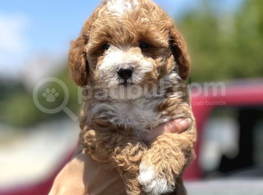 Bebek Surat Toy Poodle Yavrular görsel
