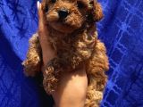 Dişi Ve Erkek Bebişlerimiz Toypoodle