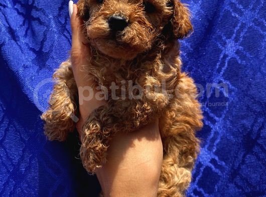 Dişi Ve Erkek Bebişlerimiz Toypoodle görsel