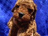 Dişi Ve Erkek Bebişlerimiz Toypoodle