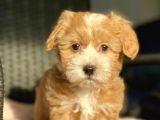 Show Kalite Maltipoo Bebekler