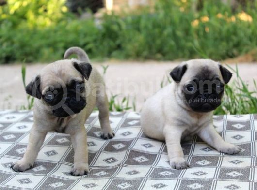 Kali̇teli̇ Pug Yavrularimiz Hazir görsel