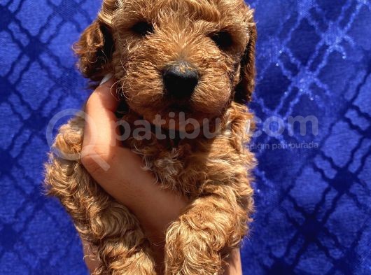 Dişi Ve Erkek Bebişlerimiz Toypoodle görsel