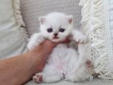 Dişi Scottish Fold Blue Bicolor