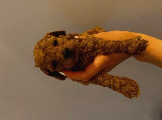 Tatlı Toy Poodle Yavrularımız görsel