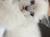 Bri̇ti̇sh Shorthai̇r Bluepoi̇nt Ve Scotti̇sh Fold Bluepoi̇nt  Yavrular