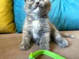 Dişi Scottish Fold Blue Bicolor