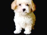 Dizayn Irk Çok Özel Maltipoo Bebekler