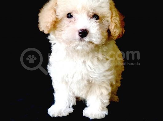 Dizayn Irk Çok Özel Maltipoo Bebekler