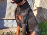 Orjinal King Doberman Yavruları