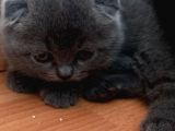 Bri̇ti̇sh Shorthai̇r Bluepoi̇nt Ve Scotti̇sh Fold Bluepoi̇nt  Yavrular