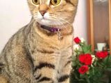 Scottish Fold Ci̇nsi̇ Di̇şi̇ Kedi̇leri̇mi̇ Sahi̇plendi̇ri̇yorum
