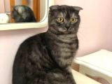 Scottish Fold Ci̇nsi̇ Di̇şi̇ Kedi̇leri̇mi̇ Sahi̇plendi̇ri̇yorum